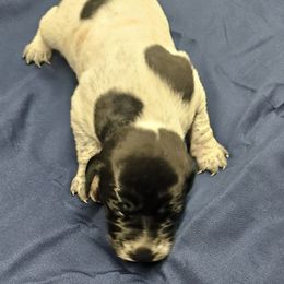 Woodstock - Black and white male German Shorthaired Pointer puppy in Oakland City, Indiana from Cox Family Farms
