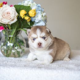 Sake - Red and white male Pomsky puppy in Bellevue, Washington from The Pomsky Garden