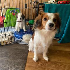 Nederlandse Kooikerhondje Puppies from Danube Kooikerhondjes