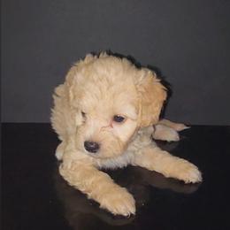 Lotto - Cream male Maltipoo puppy in Palmdale, California from J Designer Puppies