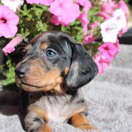 Dior Dapple girl number 2 - Dapple female Dachshund puppy in Stockton, California from Wiggles & Wags Dachshund's