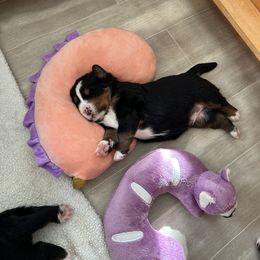 Bernese Mountain Dog Puppies from Gusto Bernese Mountain Dogs