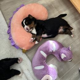 Bernese Mountain Dog Puppies from Gusto Bernese Mountain Dogs