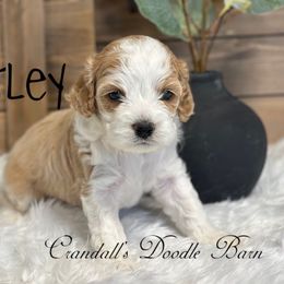 Bentley - Buff and white female Cockapoo puppy in Payson, Utah from Crandall’s Doodle Barn