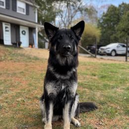 Patience - Shiloh Shepherd