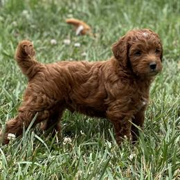 Lucas - Red  male Goldendoodle puppy in Franklin, North Carolina from Creekside Cottage Doodles