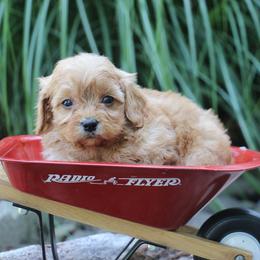 Pebbles - Apricot male Cavapoo puppy in Lewisburg, Pennsylvania from Cinda's Cavapoos