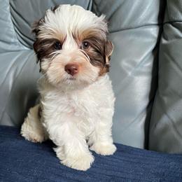 AKC  Betty 4.3 K - Chocolate tan and white female Biewer Terrier puppy in Osteen, Florida from Moonshadow Biewer Terriers