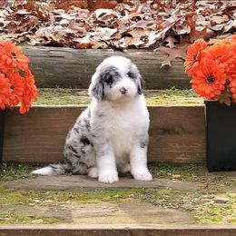 Rose - Blue merle female Bernedoodle puppy in Ball Ground, Georgia from Foothills Family Doodles
