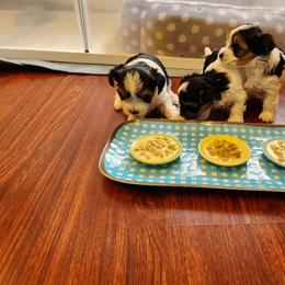 Biewer Terrier and Yorkshire Terrier Puppies from 1.StarDreamPups