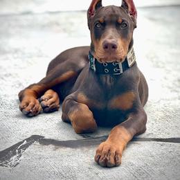 Doberman Pinscher Puppies from Devoted Doberman