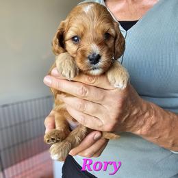 Cavapoo Puppies from North Ranch Doodles
