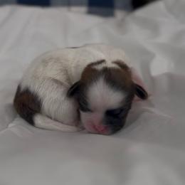 Butterfly Flutter (Pippen) - Brindle and white female Shih Tzu puppy in Cedar Hill, Texas from Puppy Paper House