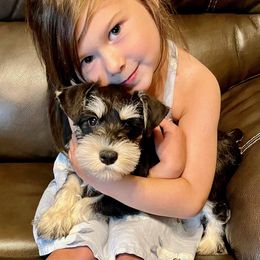 Miniature Schnauzer Puppies from A'Lord Miniature Schnauzer