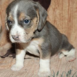AKC OFA CAER DNA Wiggles - Blue tan and white female Beagle puppy in Spring Creek, Nevada from Battleborn Aussies and Beagles