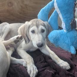 Saluki Puppies from Sahar Paz Salukis