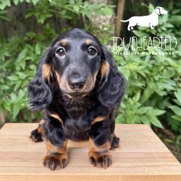 Patsy - Black and tan female Dachshund puppy in Royse City, Texas from Truehearted Miniature Dachshunds