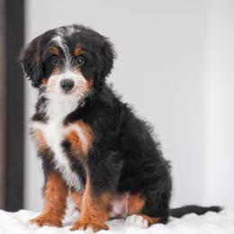 Lane (socialization program student) - Tri-color female Bernedoodle puppy in Dundee, Ohio from Down Home Doodle