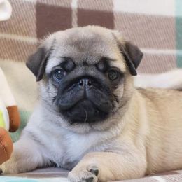 Pug Puppies from Windsor Pugs