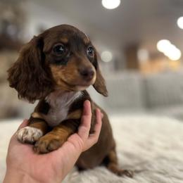 Becky - Chocolate and tan female Dachshund puppy in Price, Utah from Stone Kennels