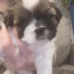 Leia - Brindle and white female Shih Tzu puppy in Centerton, Arkansas from Hernandez Family Shih Tzus