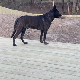 Belgian Malinois and xDutch Shepherd All Grown Up from Alliance K9
