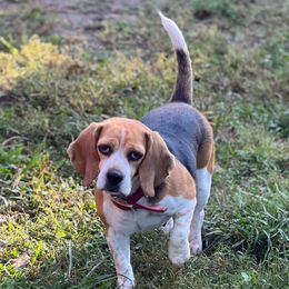 Thelma - Beagle