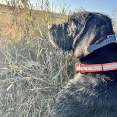 Drake - Pudelpointer