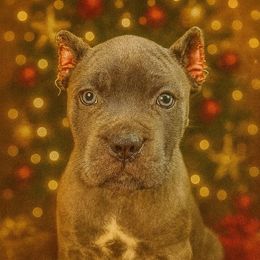 Moss - Gray male Cane Corso puppy in Russellville, Missouri from Soaring Royalty Canines LLC