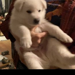 Boy 4 Blue Collar - White German Shepherd puppy in Camarillo, California from Robert's White German Shepherds