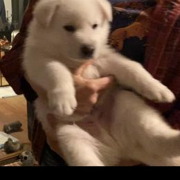 Boy 4 Blue Collar - White German Shepherd puppy in Camarillo, California from Robert's White German Shepherds