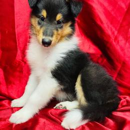 Hattie - Black white and tan female Collie puppy in Groveland, Florida from Palmhaven Collies