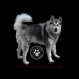 Jess - Alaskan Malamute