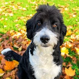 Bella - Aussiedoodle