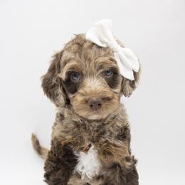 Oatmeal - White Collar - Chocolate merle female Bernedoodle puppy in Lehi, Utah from Our Little Farm Life Doodles