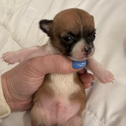 Franklin - Chocolate and white male Chihuahua puppy in Sherwood, Arkansas from Bartelt Breeders