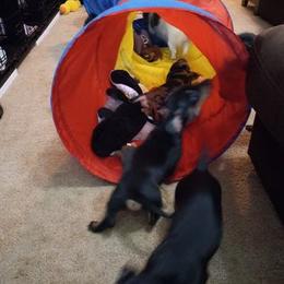 Dachshund Puppies from White River Valley Kennel