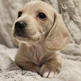 Red collar - Cream male Dachshund puppy in Pasco, Washington from Loyal Lil Dachshunds