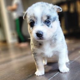 Boy 1 - Pomsky puppy in Elkton, Maryland from Pomsky Palace llc