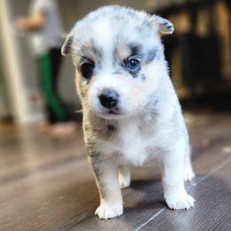 Boy 1 - Pomsky puppy in Elkton, Maryland from Pomsky Palace llc