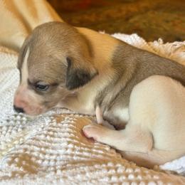 Smitten - White and fawn male Whippet puppy in Oneida, Tennessee from Saving Grace
