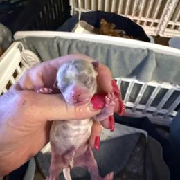 Rain - Silver and white female Chihuahua puppy in Dime Box, Texas from Color Me Crazy Chihuahuas