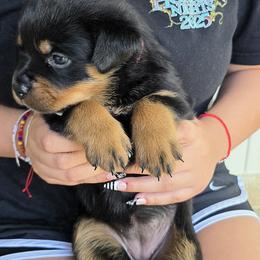 Girl 1 - Black and mahogany female Rottweiler puppy in Loxahatchee, Florida from Vom hause Reto