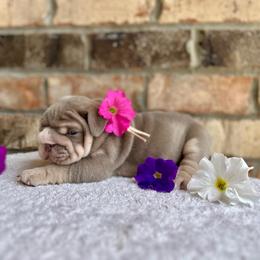 Poppy - Lilac tri-color female Bulldog puppy in Hernando, Mississippi from Blues City Bulldogs