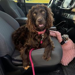 Boykin Spaniel All Grown Up from Honey Run Boykins