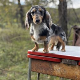 Treasure - Dachshund