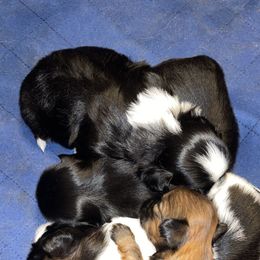 Shih Tzu Puppies from Dream Pups