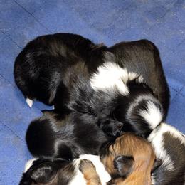 Shih Tzu Puppies from Dream Pups