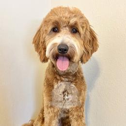Peach - Goldendoodle
