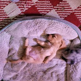 Dachshund Puppies from Hyder's Dachshunds